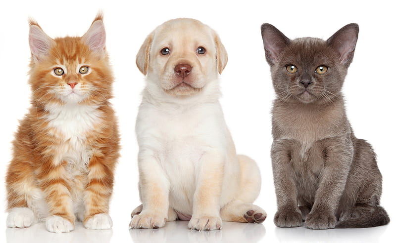 Animal, Cat & Dog, Cute, Kitten, Puppy, HD wallpaper