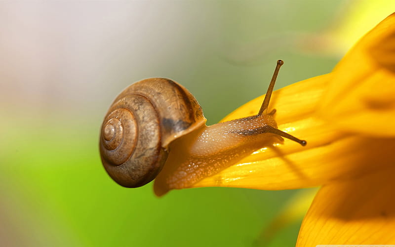 brown snail-snail album, HD wallpaper