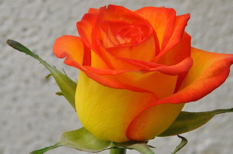 A Single Rose, rose, orange, flower, yellow, nature, HD wallpaper