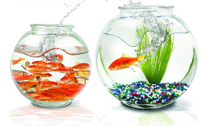 A new home, orange, fish, aquarium, animal, splash, water, green, funny,  white, HD wallpaper | Peakpx