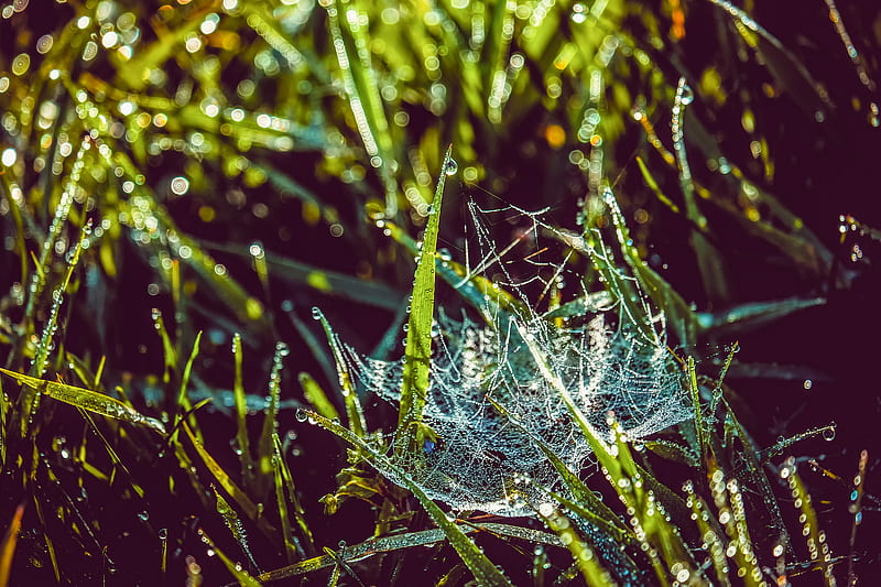 cobweb, grass, dew, drops, wet, early morning, HD wallpaper