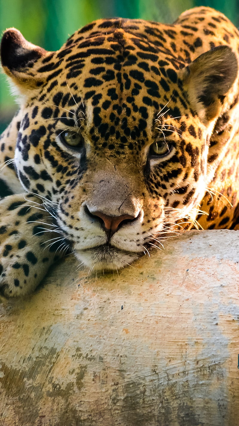 Jaguar, cheetah, lazy, morning, stone, HD phone wallpaper | Peakpx