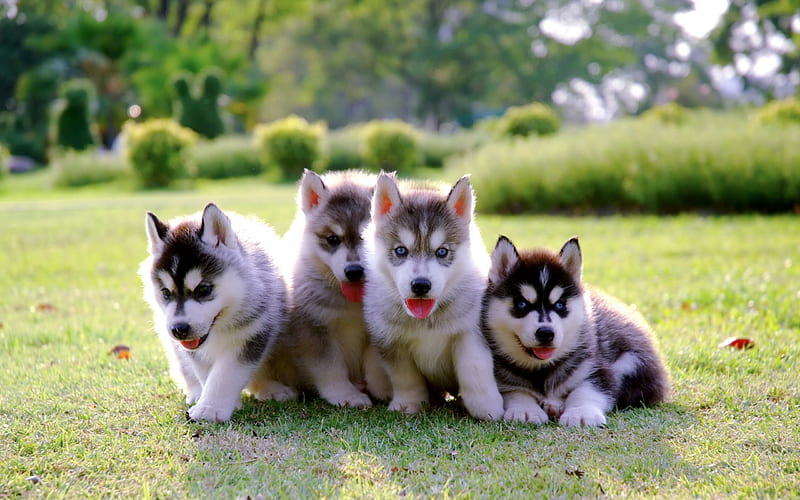 Husky puppy, cute animals, puppy, small dog, Husky, HD wallpaper ...