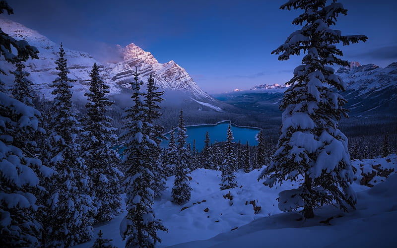 Winter Banff National Park Spruce 2020 Travel Scenery, HD wallpaper