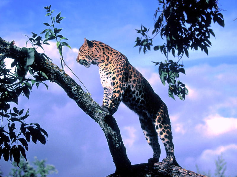 Scouting, leopard, tree, spots, hunting, keen, HD wallpaper