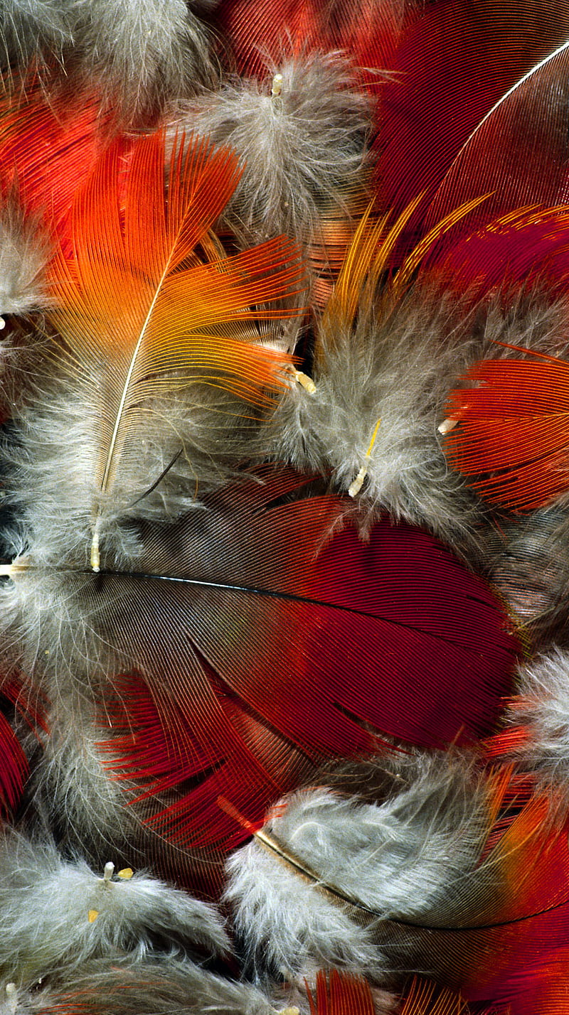 Feathers, color, texture, HD phone wallpaper