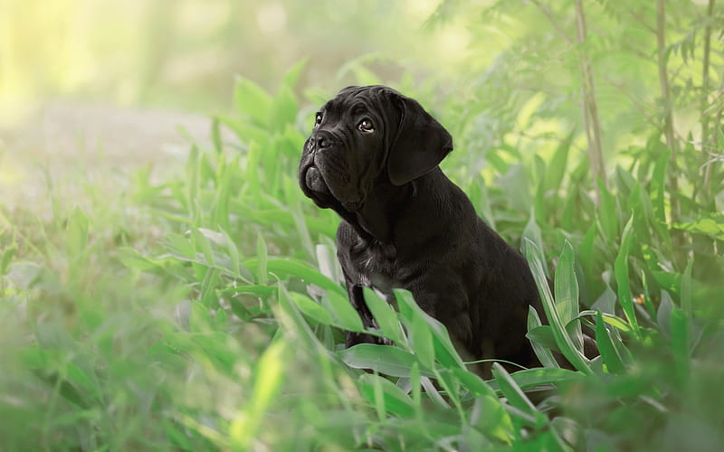 Cane Corso, puppy, pets, lawn, black Cane Corso, cute animals, dogs, HD wallpaper
