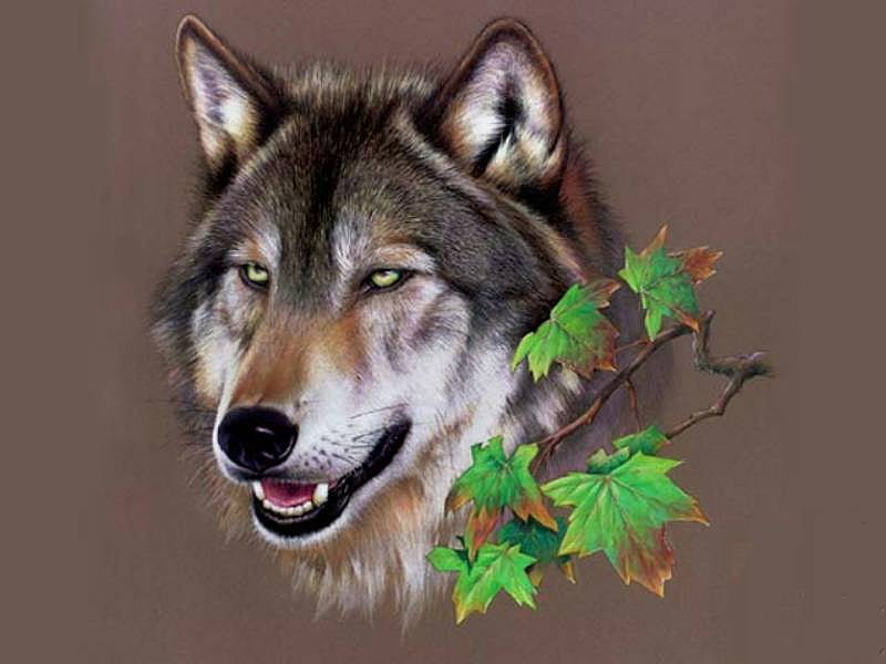 Wolf Head, head, wild, nature, wolf, portrait, animals, dogs, HD wallpaper