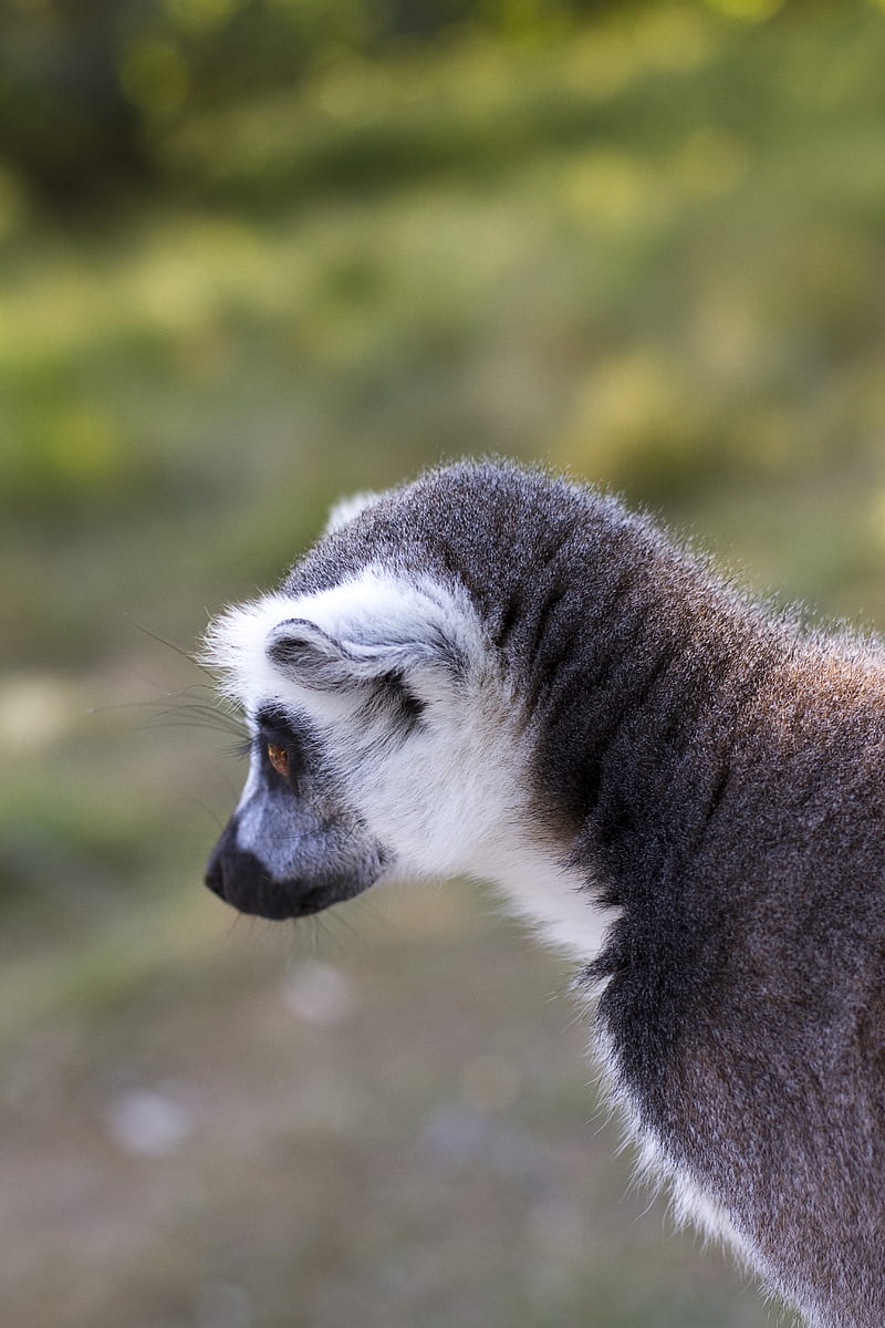 lemur, gray, animal, wildlife, HD phone wallpaper