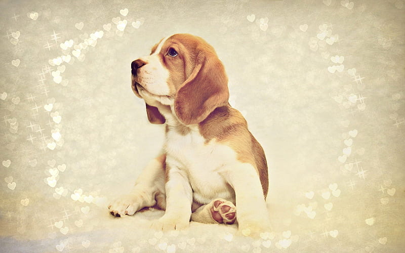 Beagle Dog, puppy, pets, small beagle, dogs, cute animals, Beagle, HD wallpaper