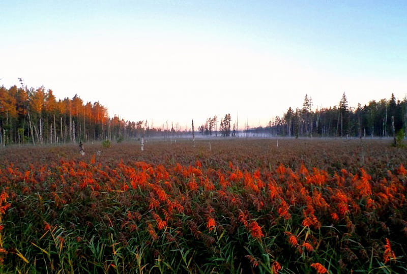 Morning in bog-land., nature, forests, sunrise, HD wallpaper