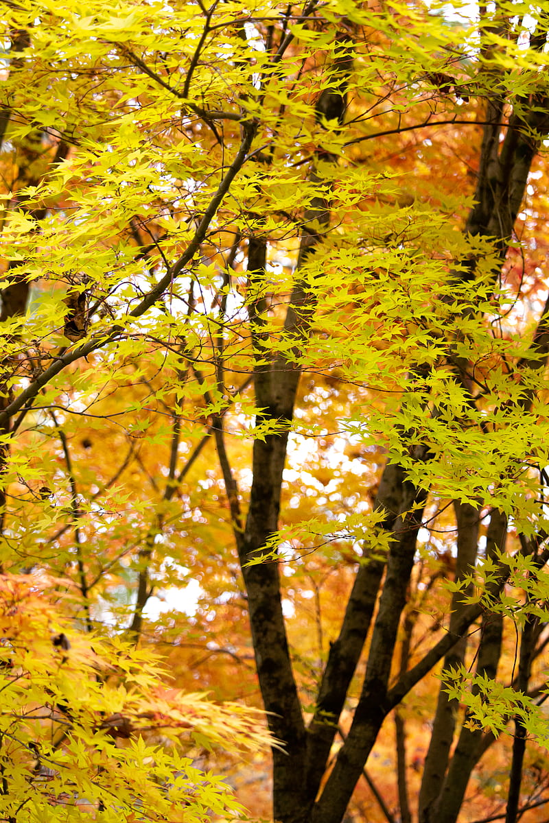 Yellow and green leaf tree, HD phone wallpaper | Peakpx