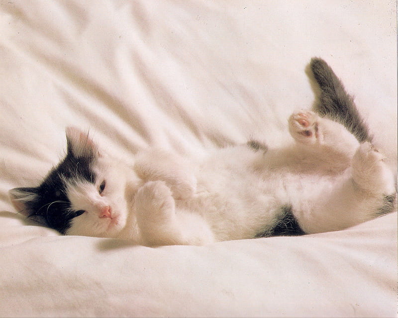 Kitten on bed, cute, pet, black, white, kitten, sheet, bed, HD wallpaper
