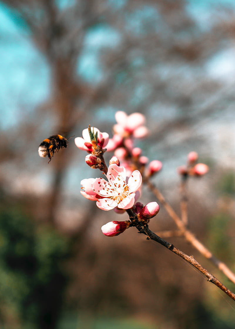 sakura, flowers, bumblebee, branch, macro, HD phone wallpaper