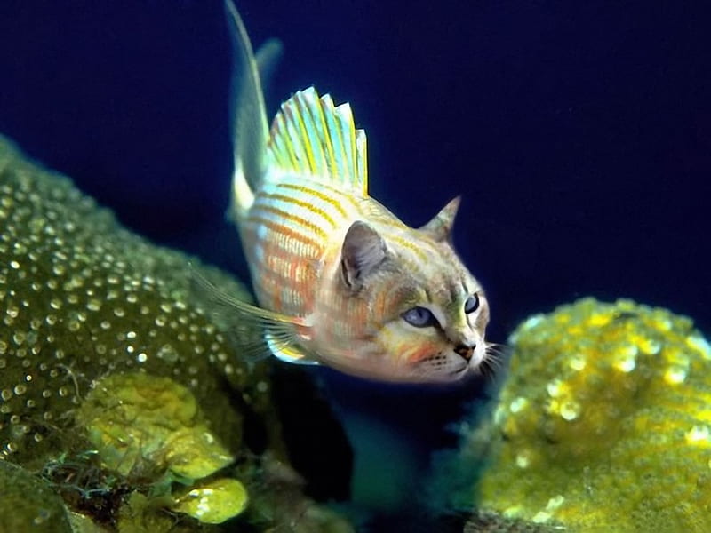 Fish-Cat, funny, HD wallpaper