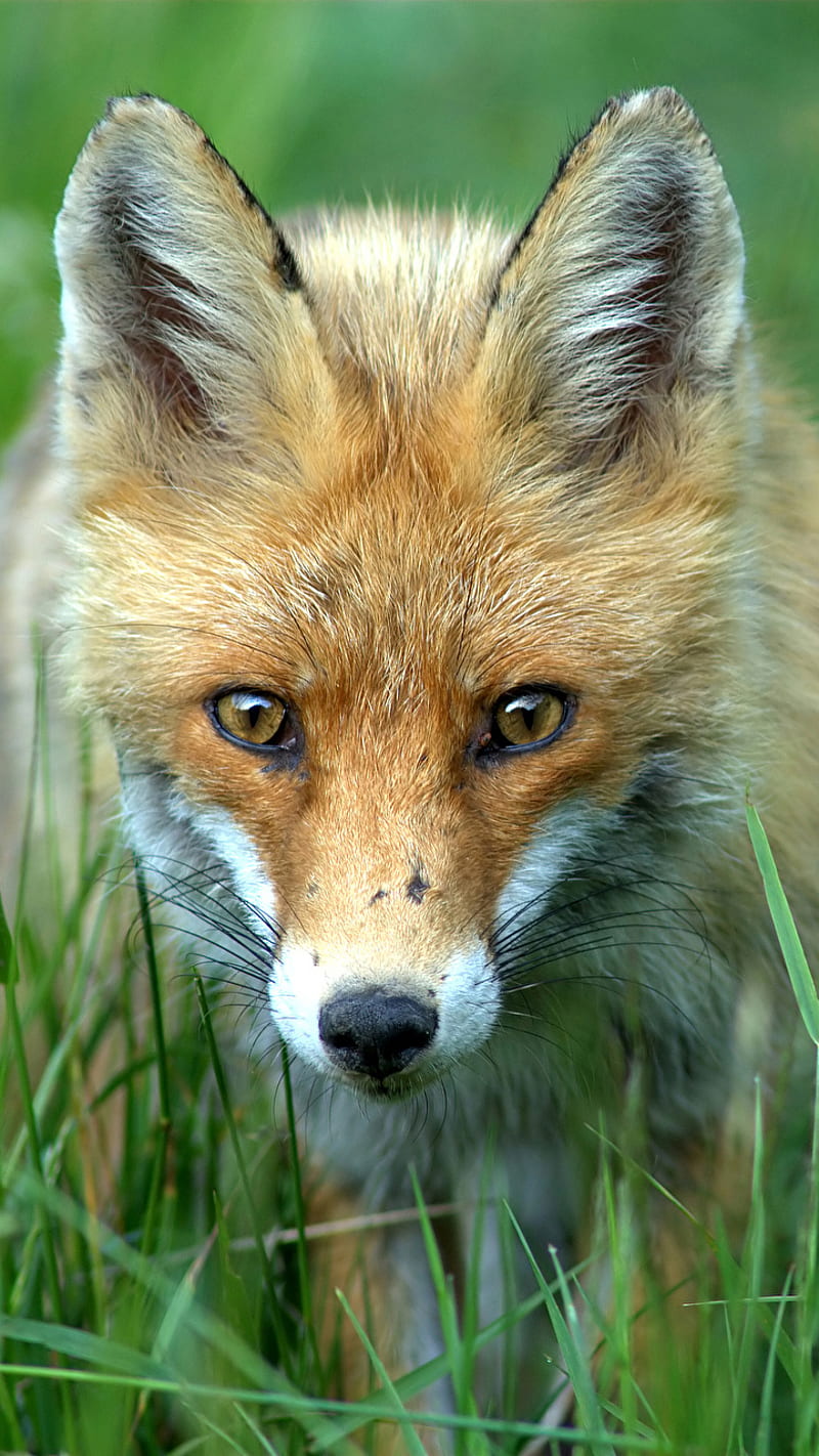 Red fox, animal, fur, nature, snow, HD phone wallpaper