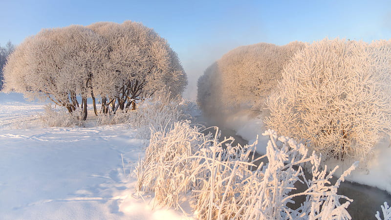 River Bewteen Snow Field With Trees During Winter Nature, HD wallpaper