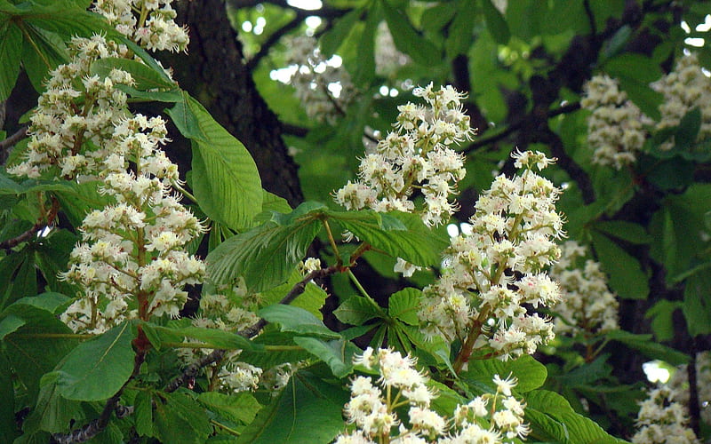 Chestnut Blossoms, blossoms, chestnut, spring, tree, white, HD wallpaper