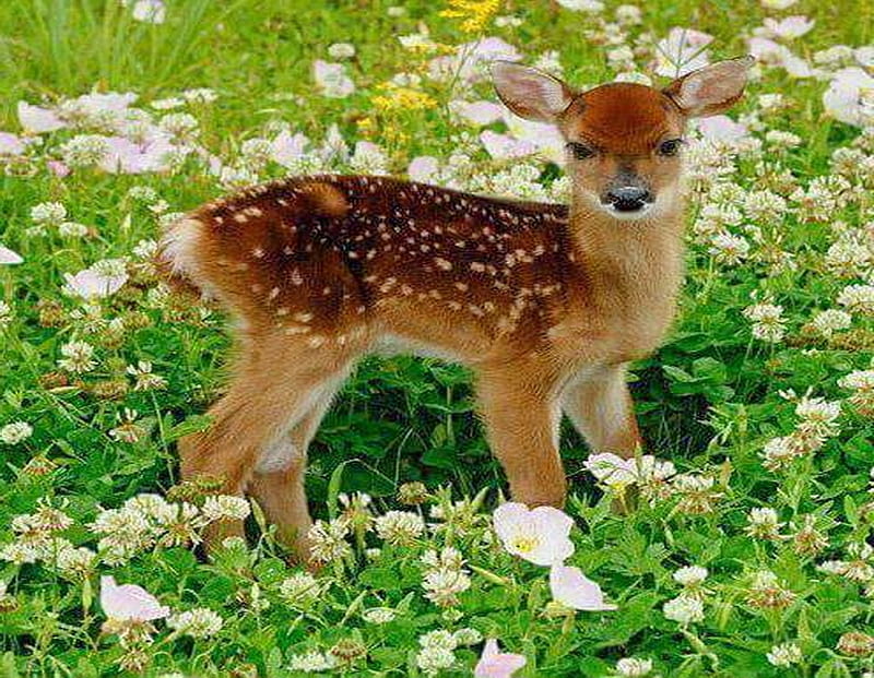 Vulnerable, spotted, fawn, baby, deer, HD wallpaper