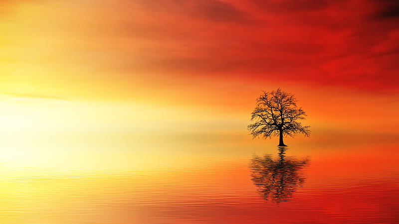 Lone Tree In Water At Dusk, tree, water, dusk, nature, morning, HD wallpaper
