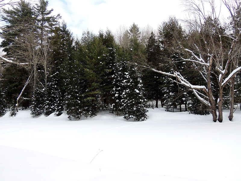 Winter At Big Cedar, Ontario, Trees, Big Cedar, graphy, Snow, Nature, Winter, HD wallpaper