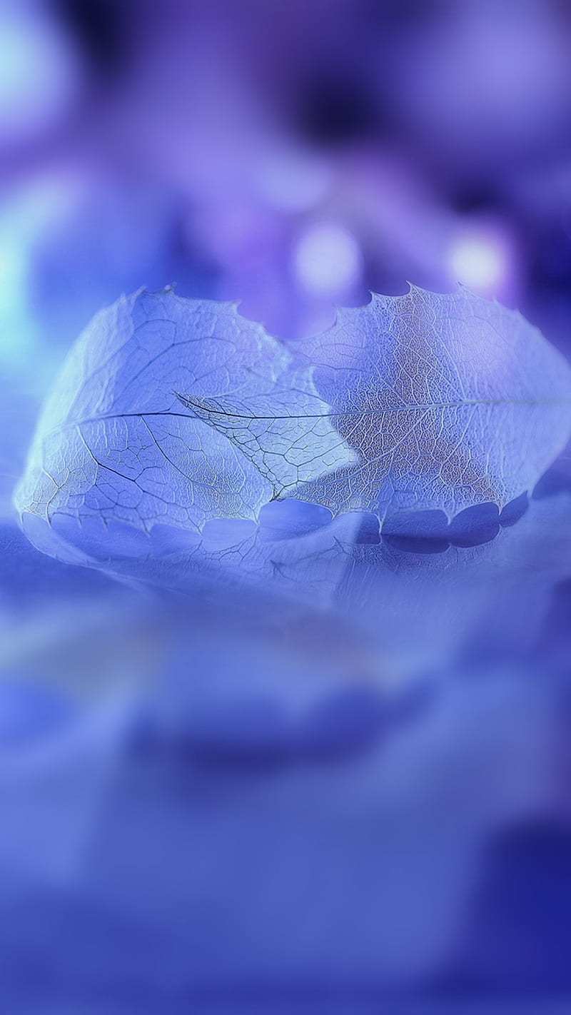 Leaves, abstract, boway u11, purple, stock , x6, HD phone wallpaper