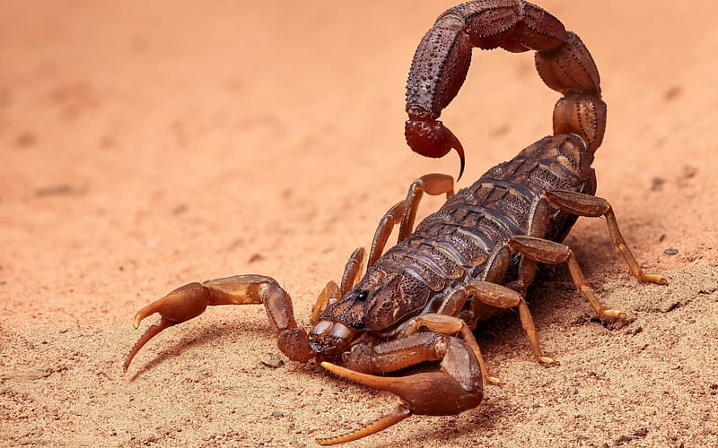 Scorpion, sand, dangerous animals, arachnids, Africa, HD wallpaper
