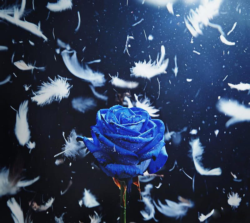Wallpaper ID: 244637 / blue roses 4k wallpaper free download