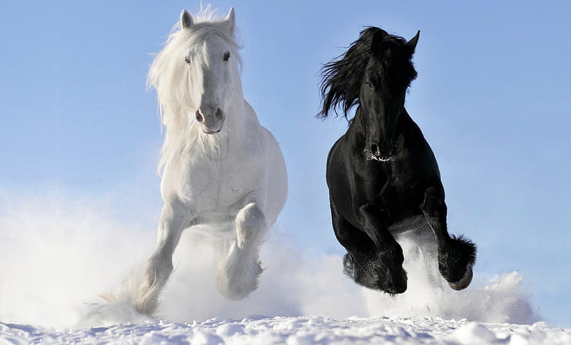 Wonderful Horses, running, black, white, snow, HD wallpaper