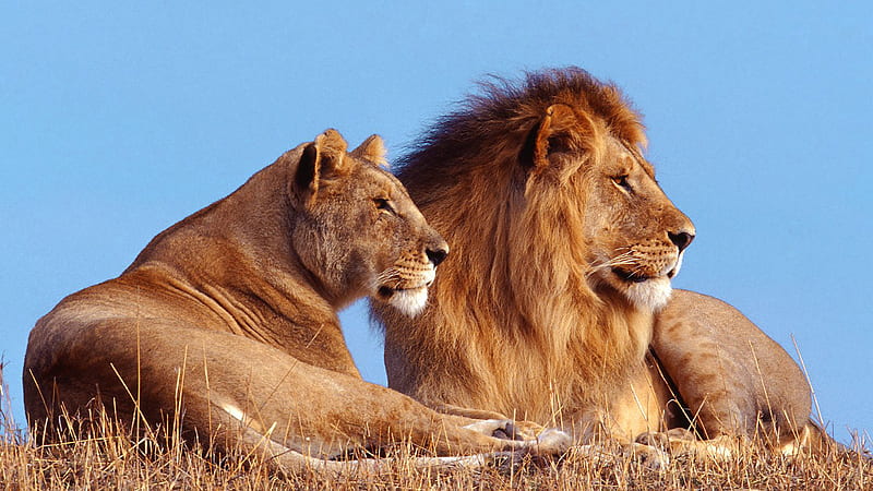 Male And Female Lions Are Sitting On Dry Grass In Blue Sky Background Lion, HD wallpaper