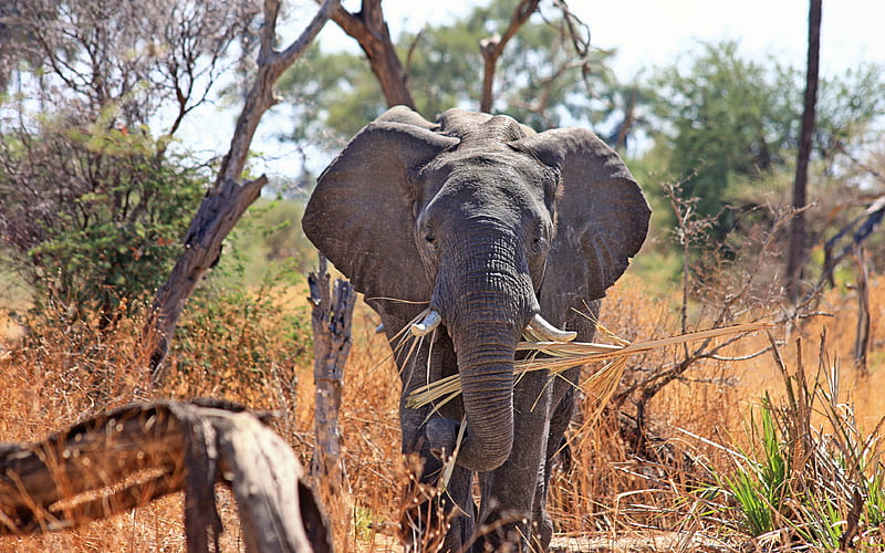 African elephant, wildlife savannah, elephants, Africa, Loxodonta, HD wallpaper