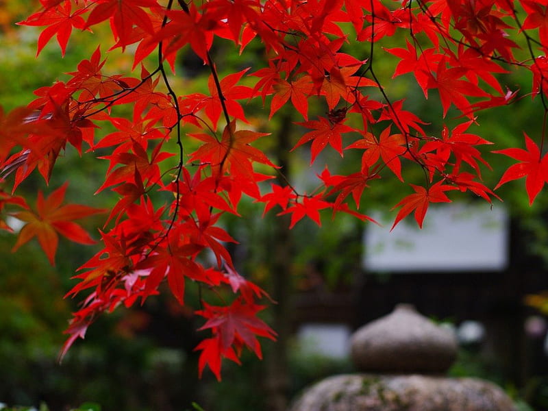 Red maples, red, japanese, stone, green, fresh, maples, garden, HD wallpaper