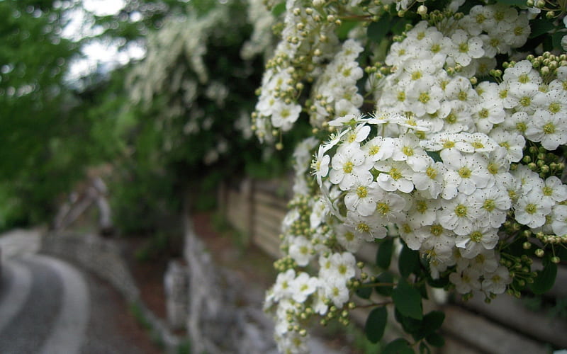 White flowers on the wall- Flower, HD wallpaper