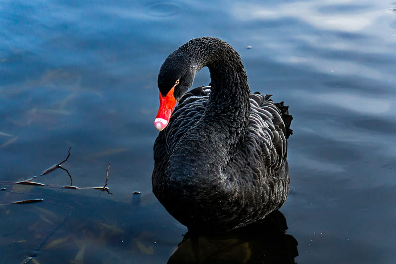 swan, black, bird, lake, swim, HD wallpaper