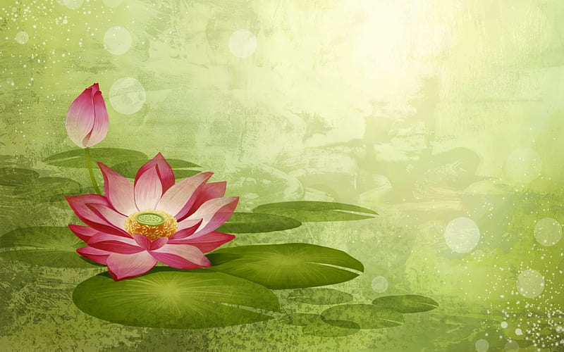Lotus Flower Abstract, flower, lotus flower, pads, lotus, HD wallpaper