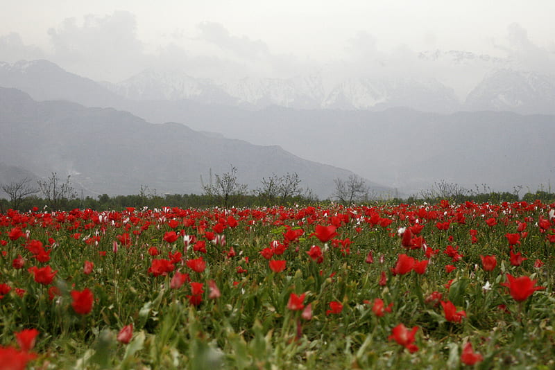 wild tulips, wild, mountains, nature, fields, tulips, HD wallpaper