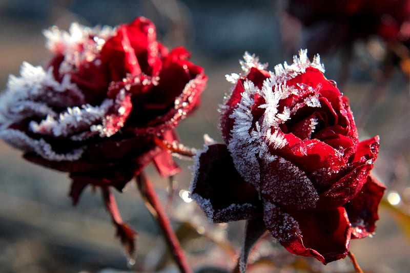 SNOW COVERED ROSES, red, roses, snow, winter, HD wallpaper | Peakpx