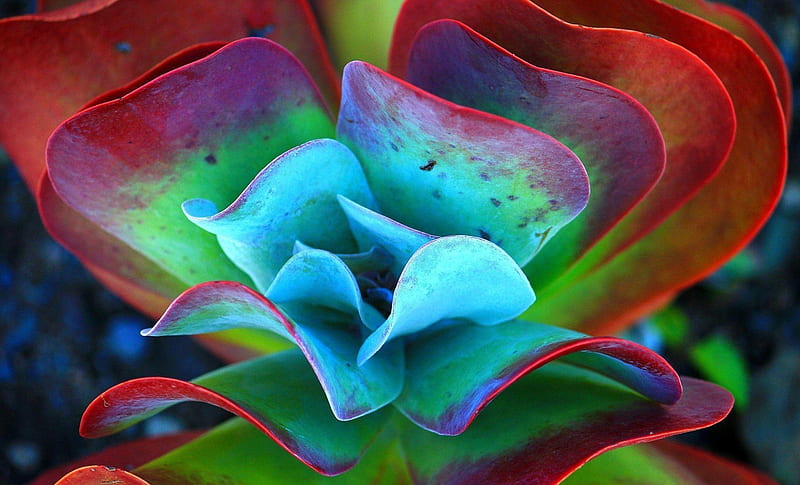 Pink color succulent plants on a blue background 12836212 Stock Photo at  Vecteezy