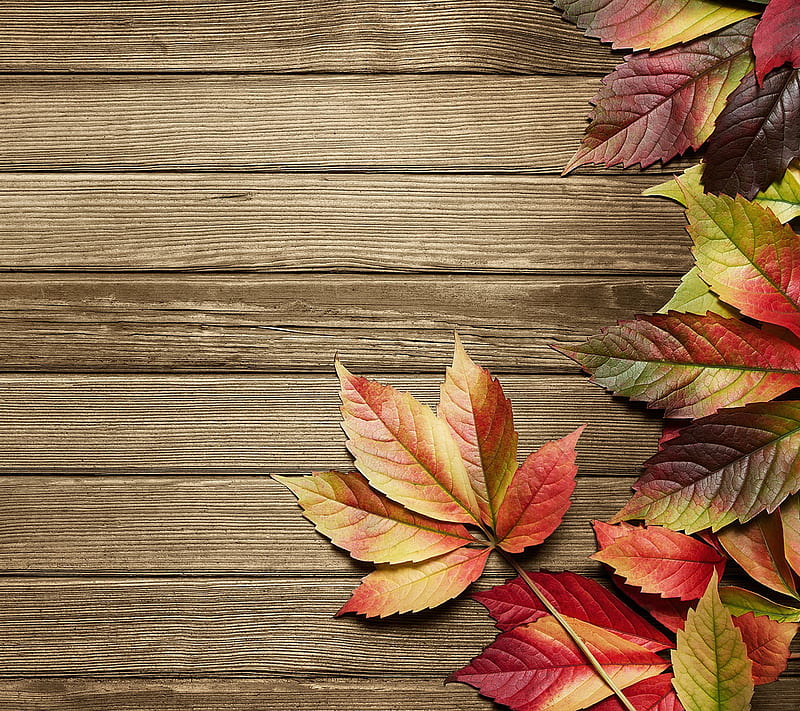 Leaves, autumn, fallen, wood, HD wallpaper
