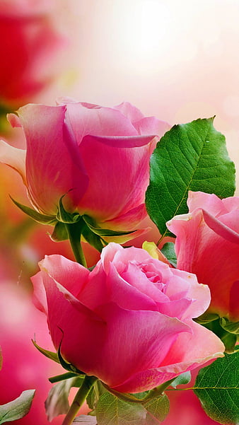 Pink rose, flower, bonito, love, HD phone wallpaper
