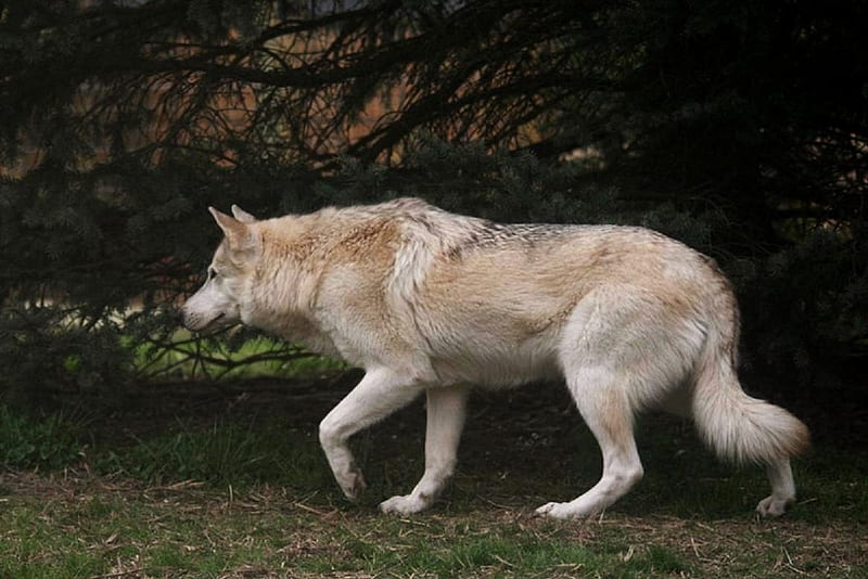 'A beauty!!...., wolves, animals, dogs, British timber dog, HD wallpaper