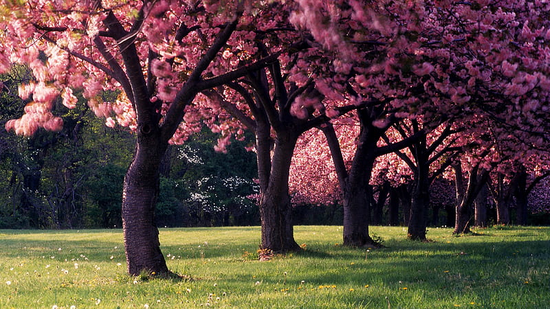 Pink Trees Full Of Blossom Pink Flower During Spring Season Pink, HD wallpaper