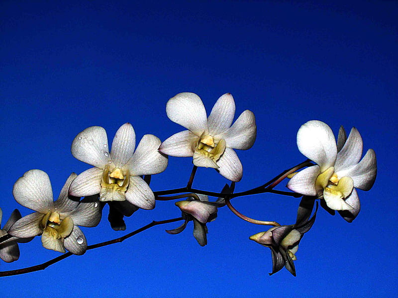 Orchids, orhidee, alb, flower, orchid, flower, nature, orquidea, flori, white, HD wallpaper