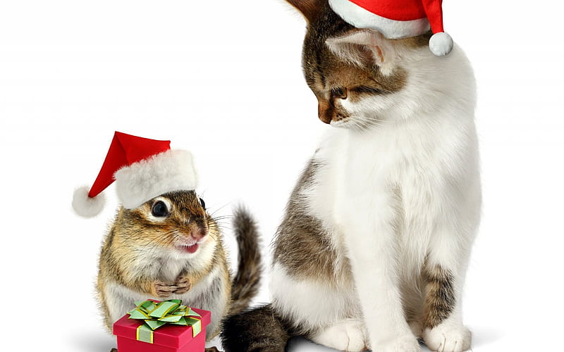 Christmas, squirrel, cat, new year, cute animals, HD wallpaper
