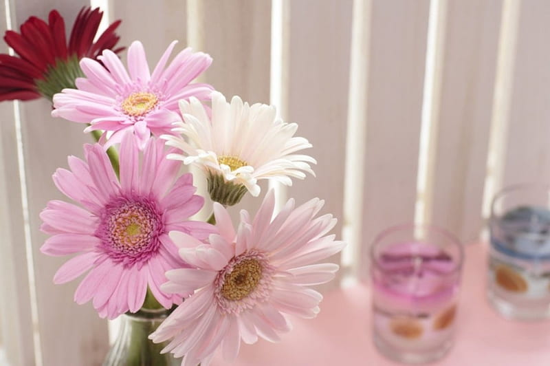 Soft Pink, flowers, gerberas, soft, pink, HD wallpaper | Peakpx