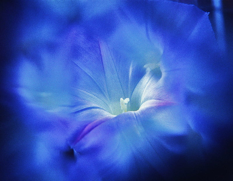 Deep in the blue, flower, closeup, inside, petals, blue, HD wallpaper