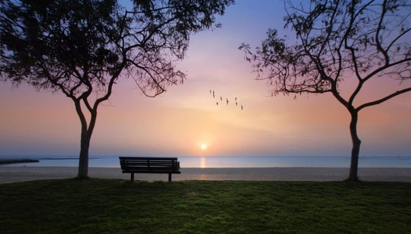 The life of the morning, silence, trees, sky, sea, sweet, beach, bird, sunrise, Bench, landscape, HD wallpaper