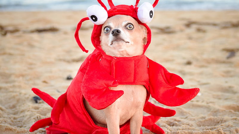 Funny Dog Eye Expressions Beach Sand Red Cloth Funny Dog, HD wallpaper