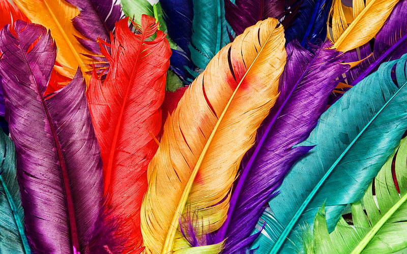 colorful feathers, macro, feathers backgrounds, background with feathers, feathers textures, colorful feathers background, feathers patterns, HD wallpaper