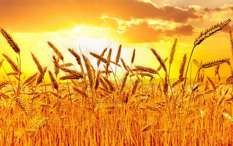 golden wheat, sunset, gold, field, wheat, HD wallpaper